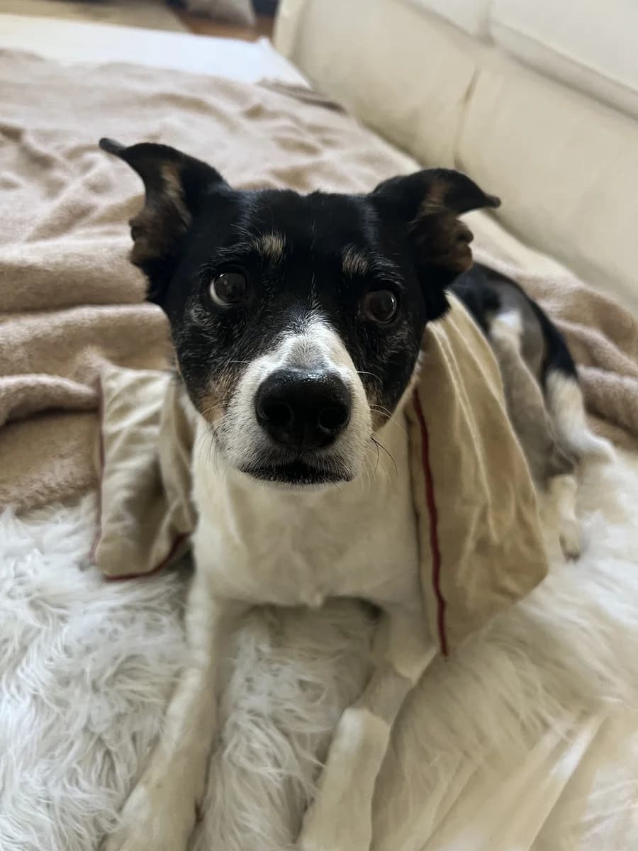 Charlie, TPLO Drop-In Post-Operative Care