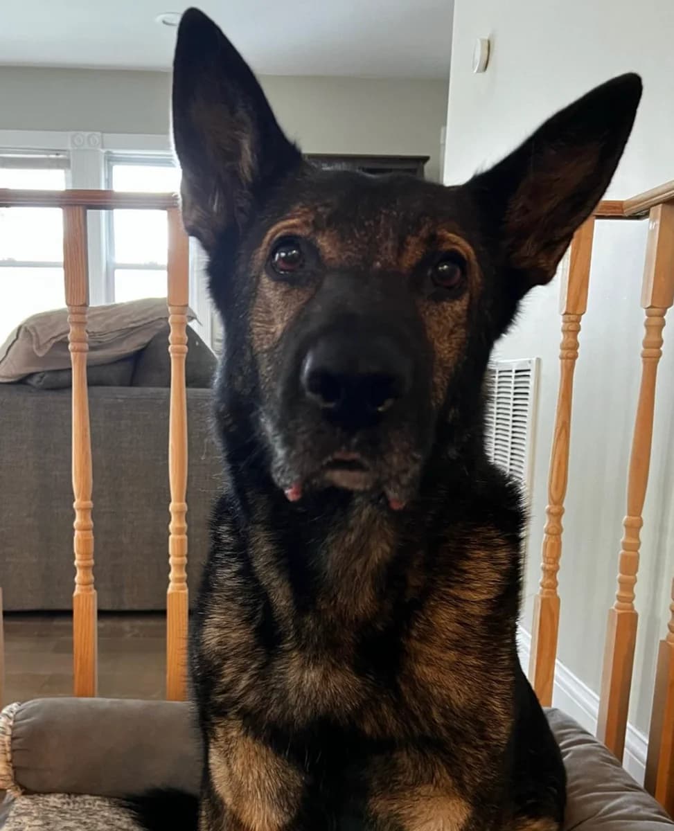 Hero, TPLO Post-Operative Boarding, 6 weeks of care