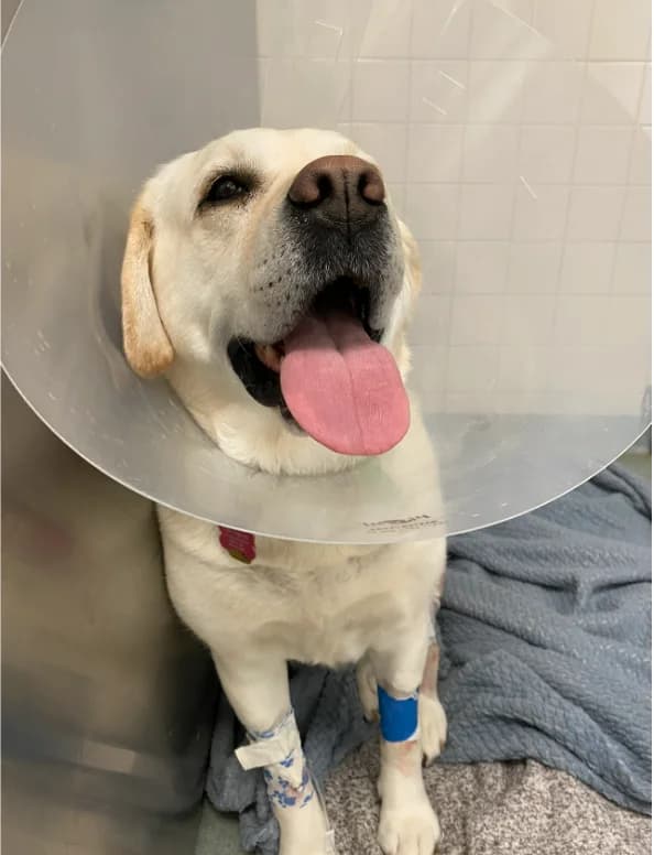Lexi, TPLO Post-Operative Boarding, 8 weeks of care