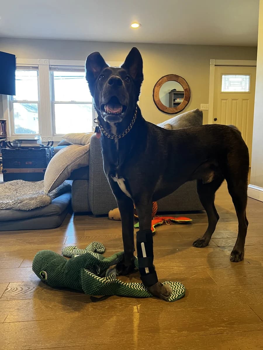 Milo, Bilateral Carpal Arthrodesis, Specialty Boarding