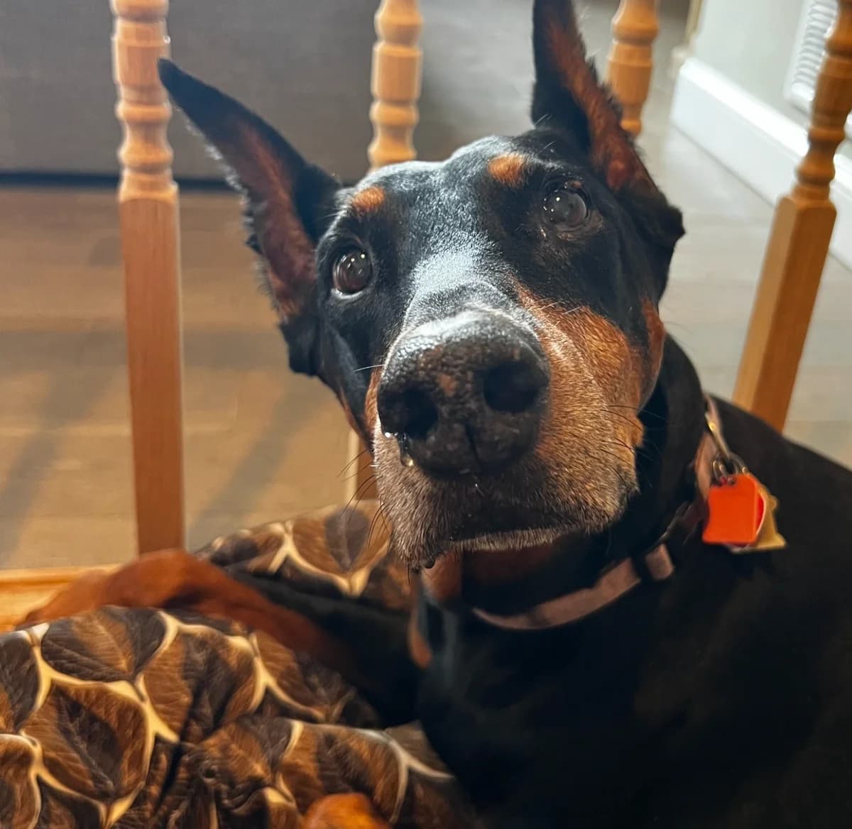Schatzi, Idiopathic Vestibular Syndrome, Specialty Boarding