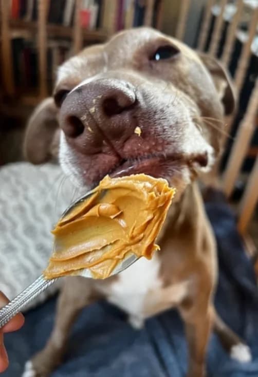 Ted, TPLO Post-Operative Boarding, 2 weeks of care