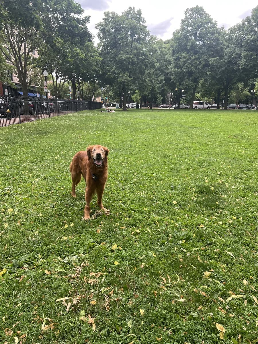 Wrigley, Bilateral Enucleation and Fibrosarcoma, Post-Operative Boarding
