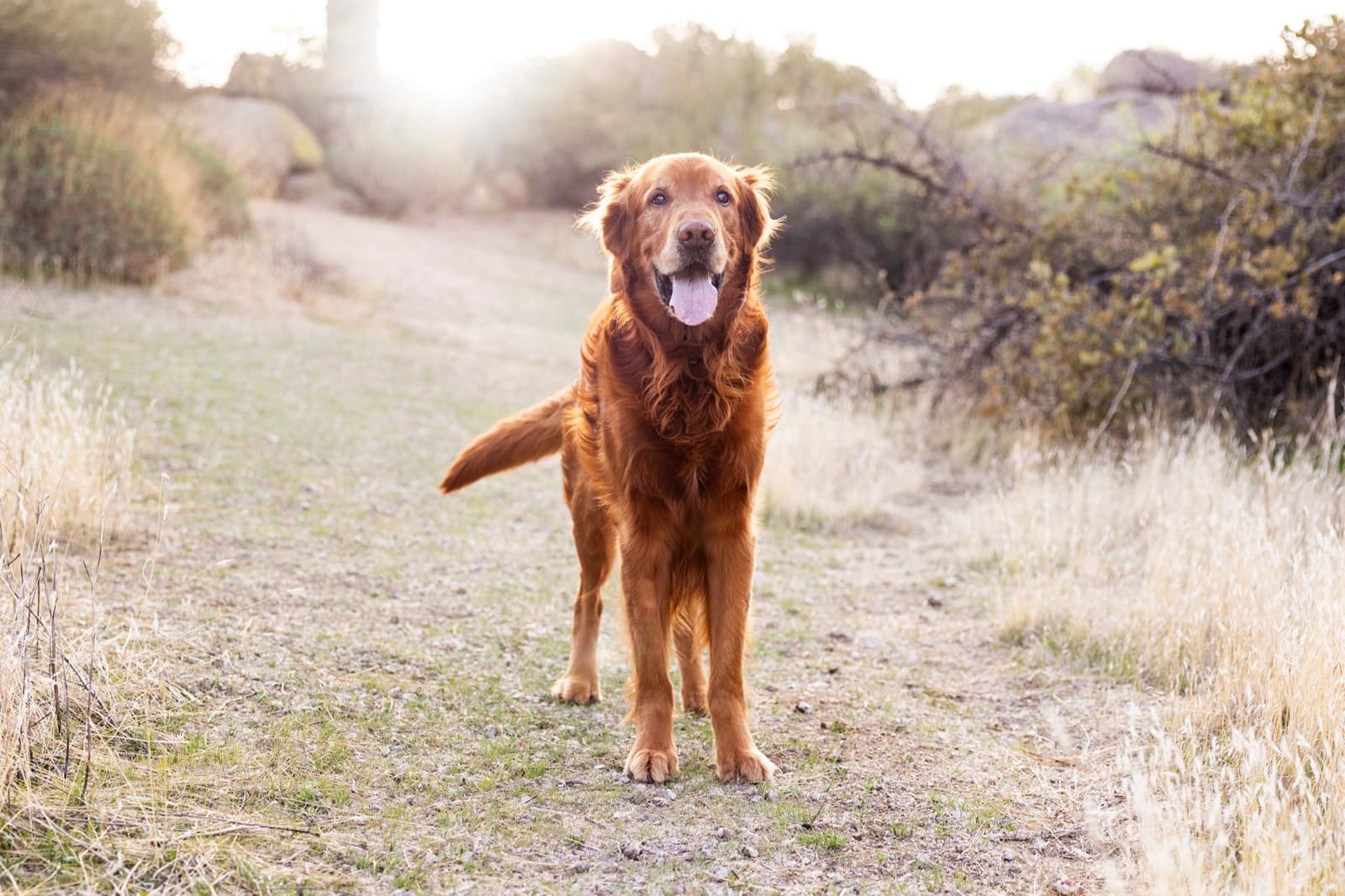 A senior golden retriever standing on a sunlit desert path