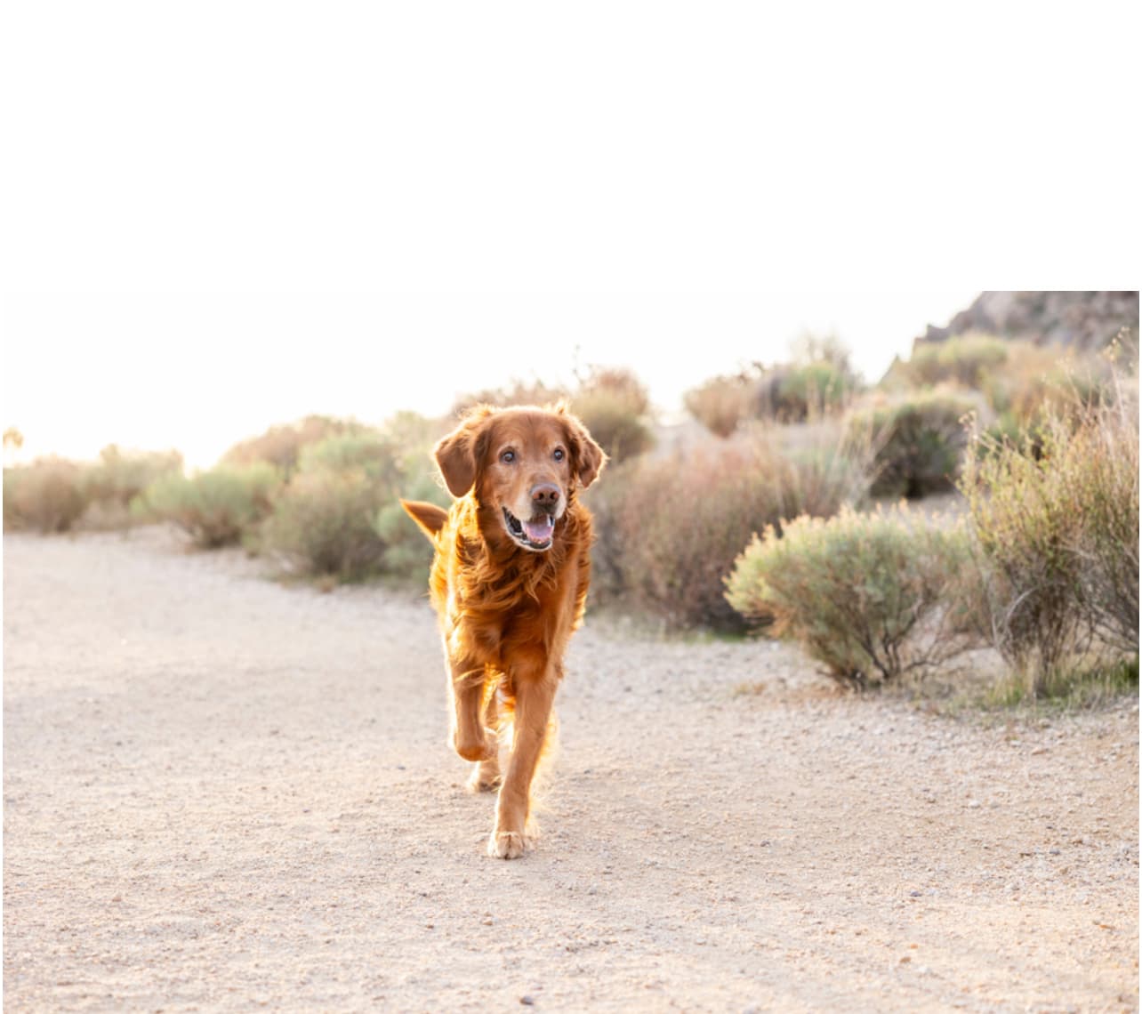 Golden Retriever dog running through desert.